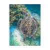 Trademark Fine Art Carla Kurt 'Swimming Turtle' Canvas Art, 14x19 ALI39309-C1419GG